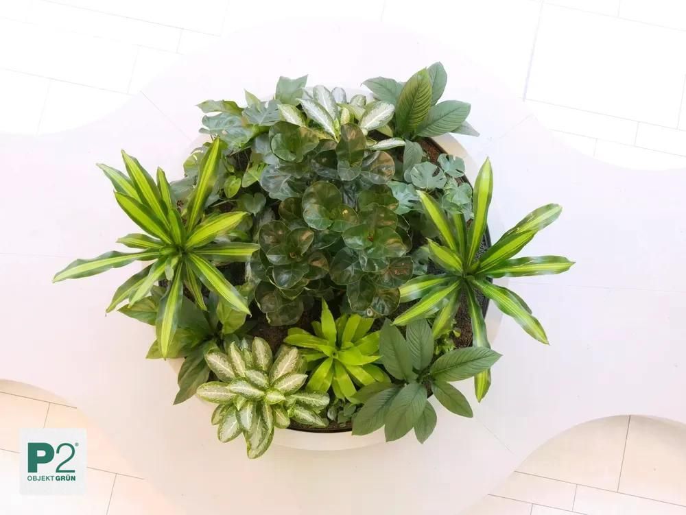 Verschiedene grüne Zimmerpflanzen in einem weißen runden Topf, aufgenommen von oben, mit P2 Objekt Grün Logo