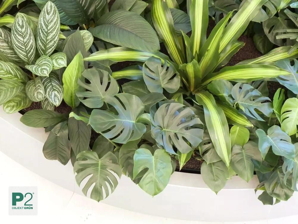 Verschiedene grüne Zimmerpflanzen in einem weißen Pflanzgefäß mit P2 Objekt Grün Logo