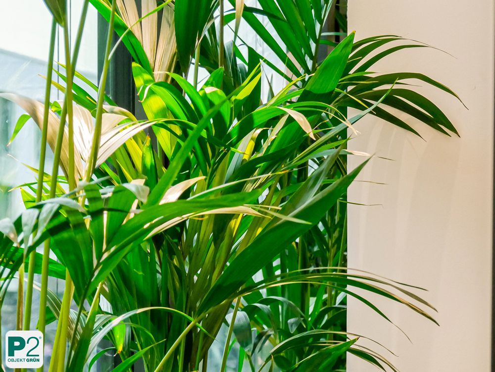 Dekorative Pflanzen in einem hellen und modernen Raum