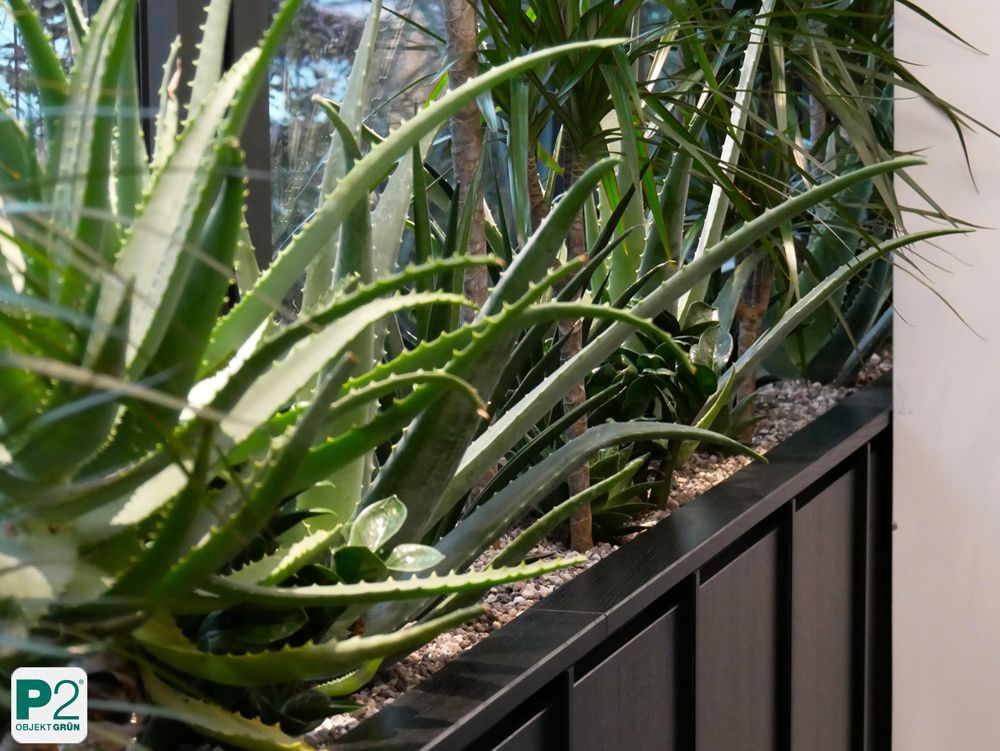 Dekorative Pflanzen in einem hellen und modernen Raum