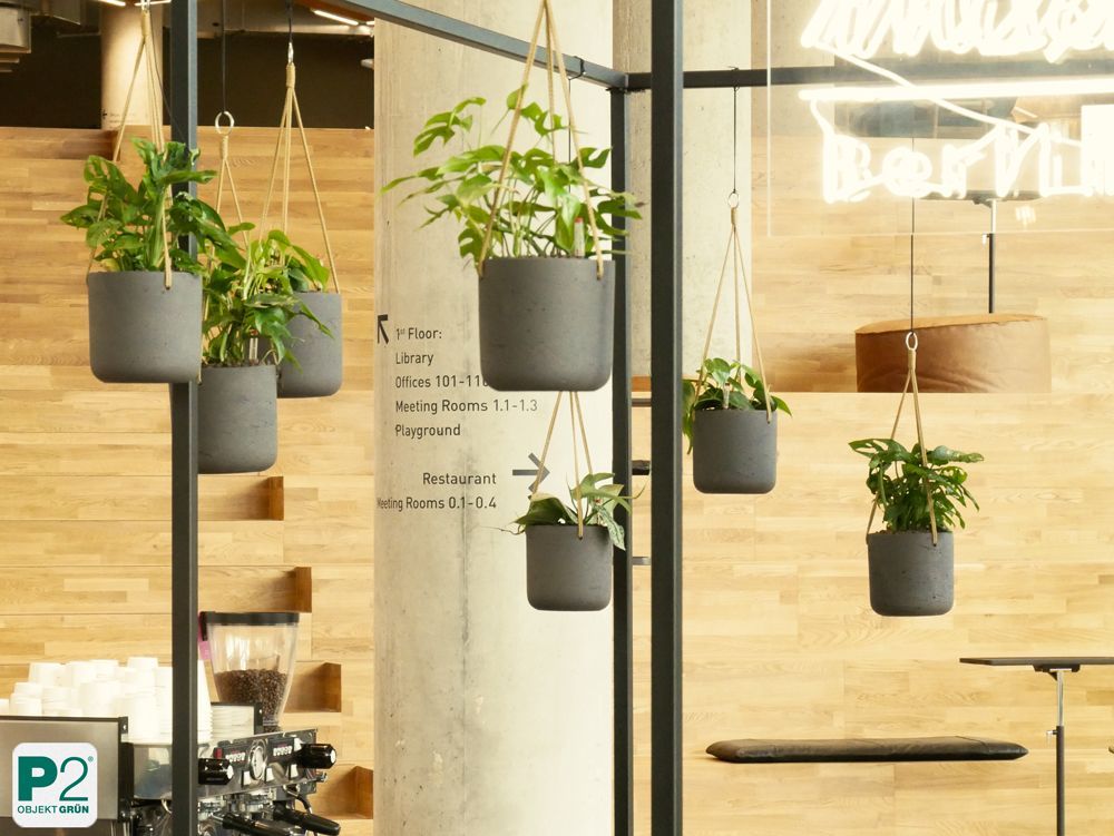 Hängende Pflanzen im modernen Büro mit Holzverkleidung