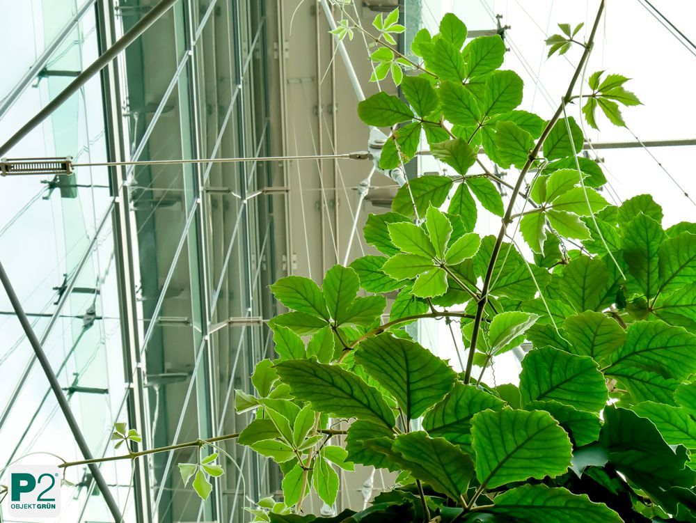 Grünes Blatt vor Glaswand im Büro