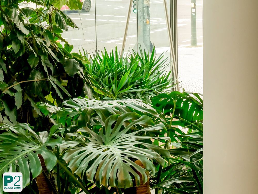 Üppige grüne Pflanzen im Innenraum eines modernen Gebäudes.