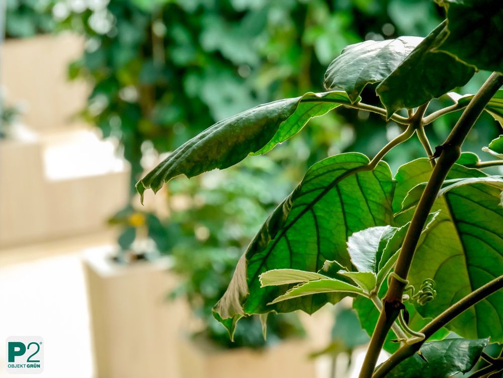 Nahaufnahme von grünen Blättern in einem Innenraum.