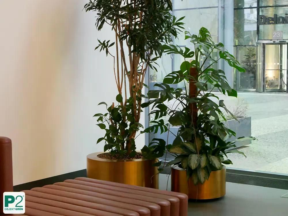 Goldene Blumentöpfe mit grünen Pflanzen im Innenraum