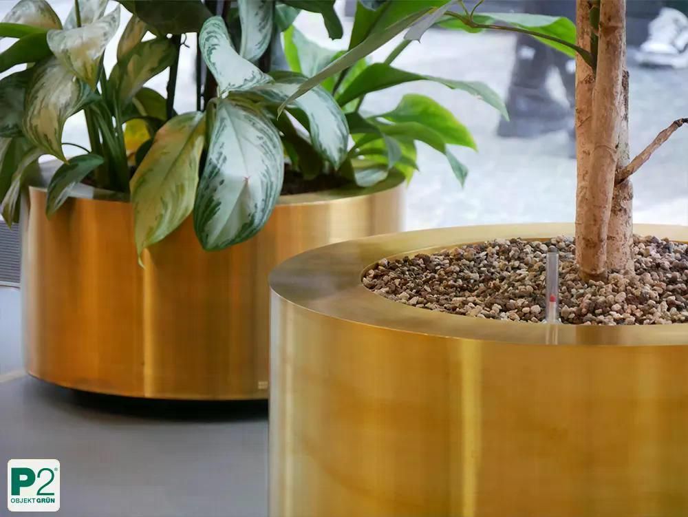 Goldene Blumentöpfe mit grünen Pflanzen im Innenraum