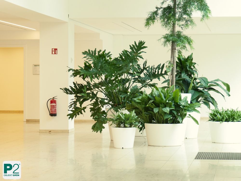 Grüner Innenraum mit Pflanzen in weißen Töpfen