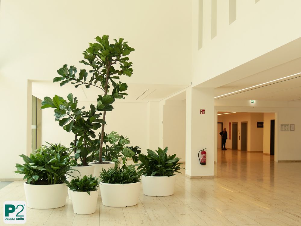 Grüner Innenraum mit Pflanzen in weißen Töpfen