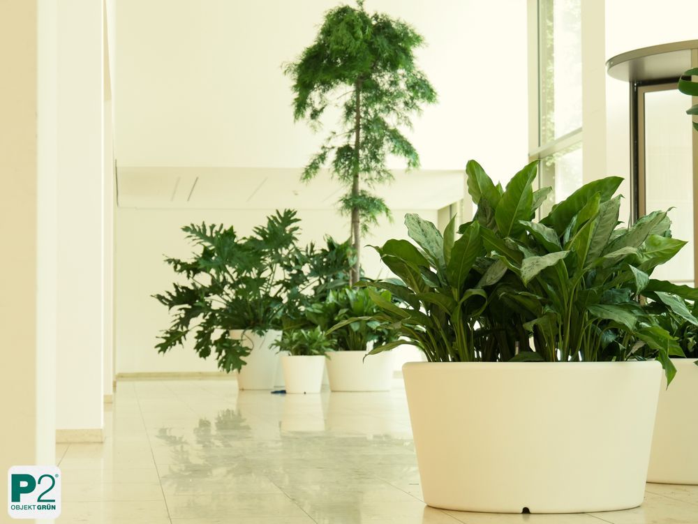 Grüner Innenraum mit Pflanzen in weißen Töpfen