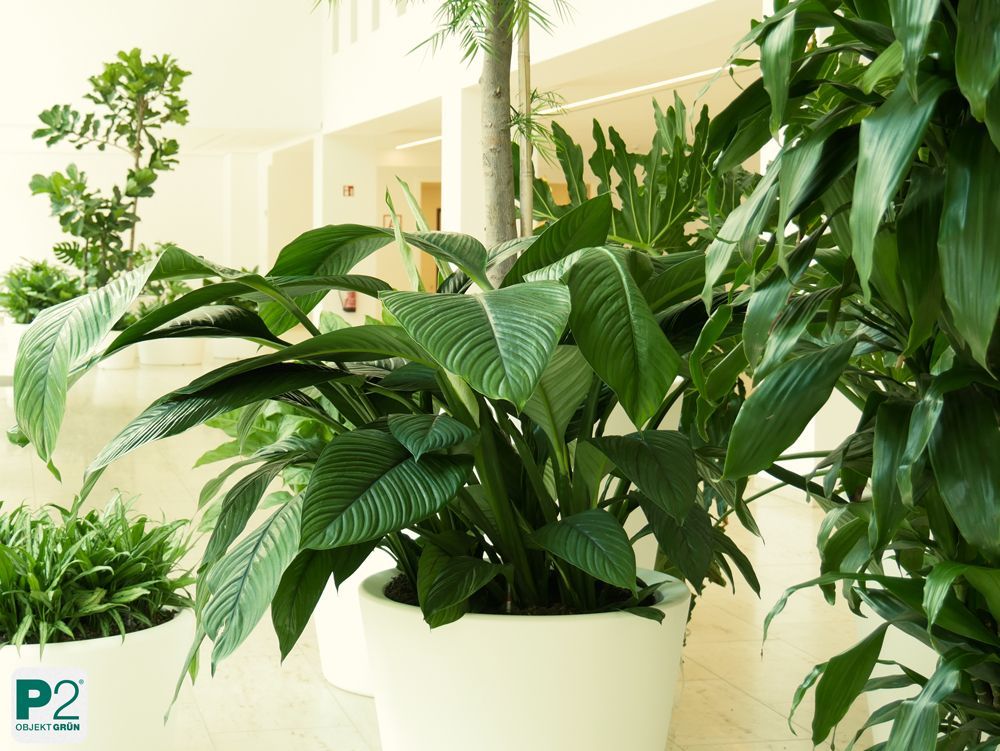 Grüner Innenraum mit Pflanzen in weißen Töpfen