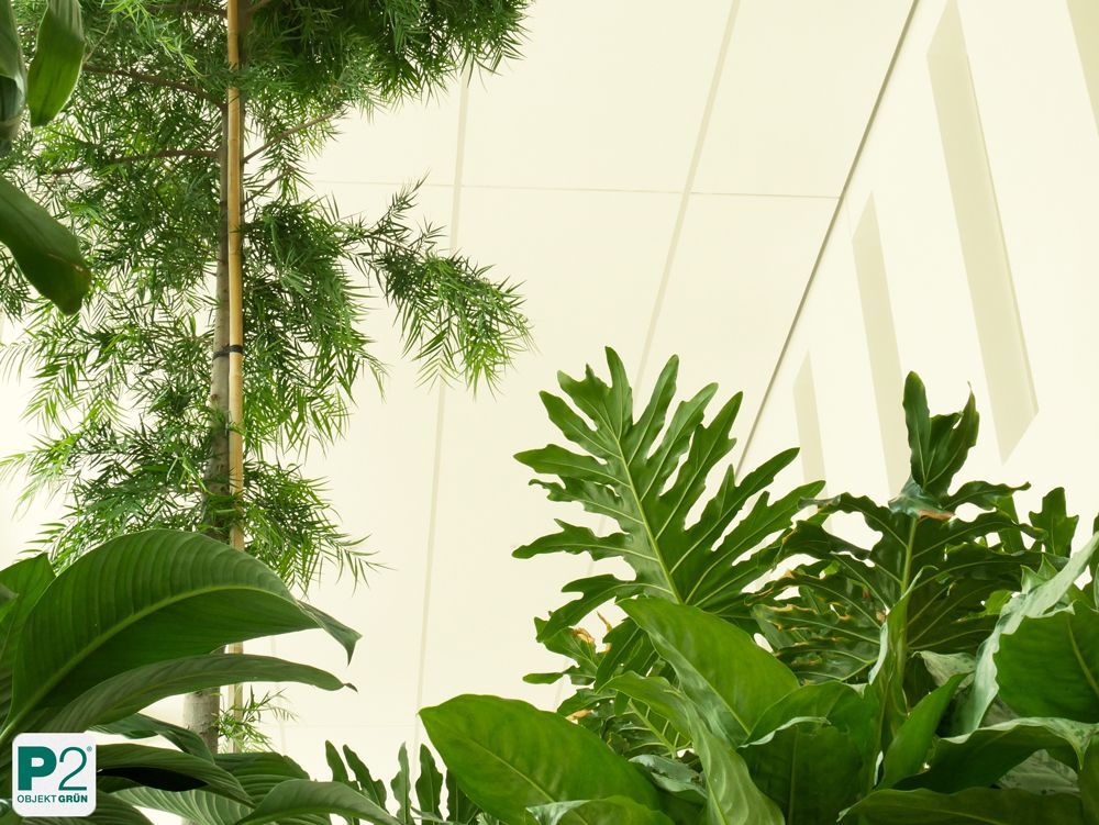 Grüner Innenraum mit Pflanzen in weißen Töpfen