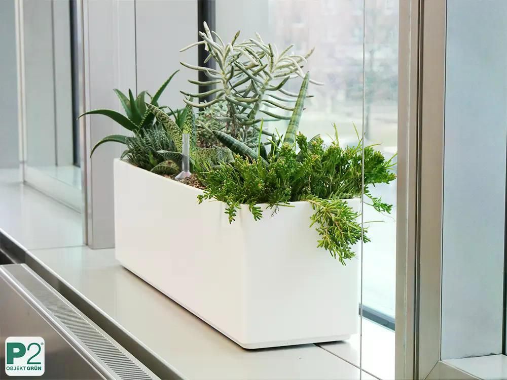 Moderner Pflanzenkasten mit Sukkulenten und grünen Pflanzen am Fenster.