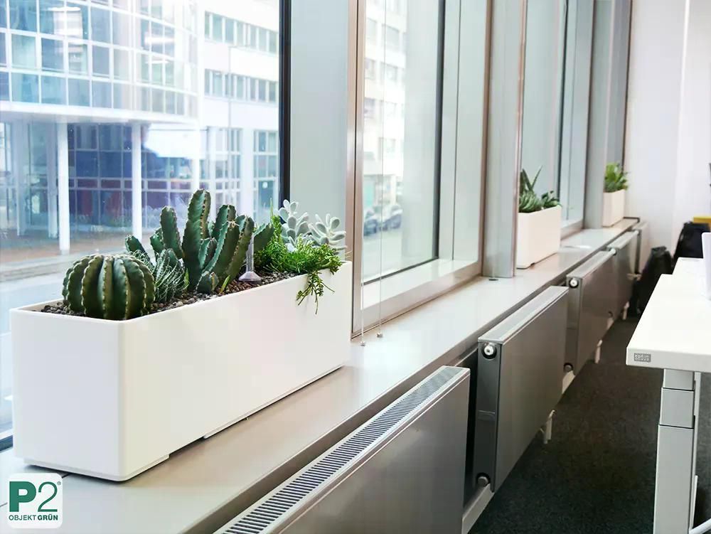 Moderne Blumentöpfe mit Sukkulenten im Bürofenster