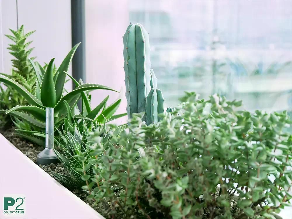 Moderner Pflanzenkasten mit Sukkulenten und grünen Pflanzen am Fenster.