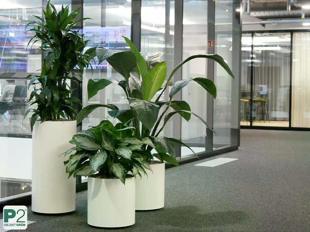 Grüne Pflanzen in modernen weißen Töpfen im Büro