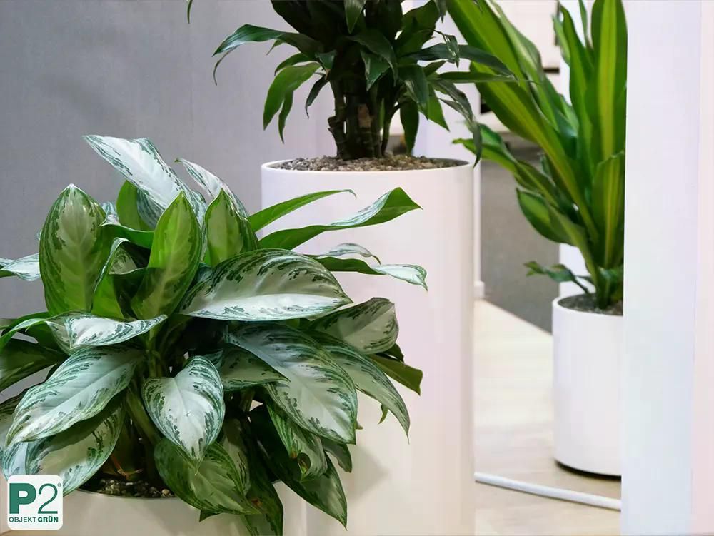 Grüne Pflanzen in modernen weißen Blumentöpfen für die Inneneinrichtung.