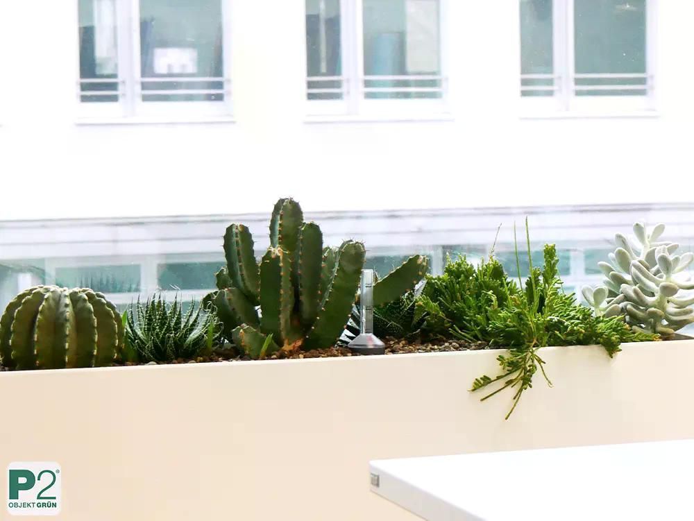 Blumenkübel mit Kakteen 