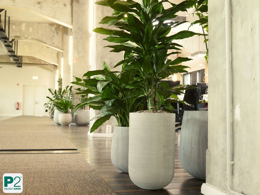 Moderne Blumentöpfe in einem Büro mit Pflanzen.
