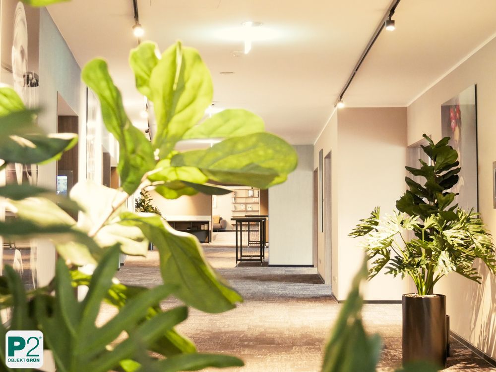 Heller Büroflur mit Teppichboden, mehreren grünen Pflanzen in Töpfen und moderner Beleuchtung