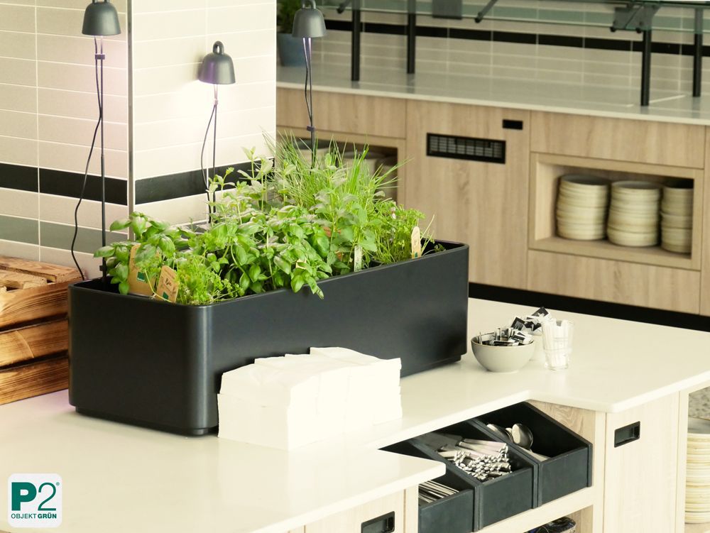 Schwarzer Pflanzkasten mit Kräutern auf weißer Kücheninsel, moderne Küche mit Regalen und Geschirr