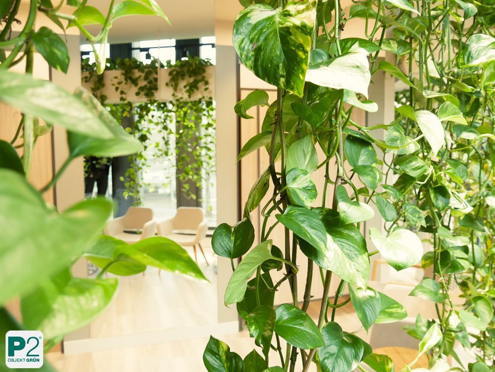 Hängepflanzen