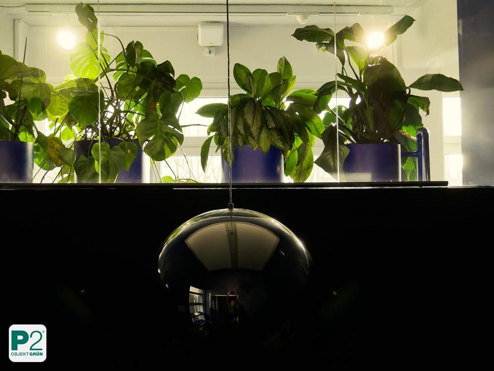Grüne Pflanzen im Büro mit reflektierender Lampe.