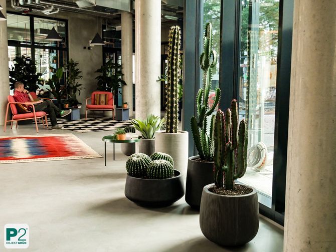 Tropische Pflanze mit großen, glänzenden Blättern in einem hellen Raum.