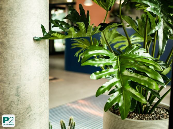 Nahaufnahme von grünen Blättern in einem modernen Wohnraum.