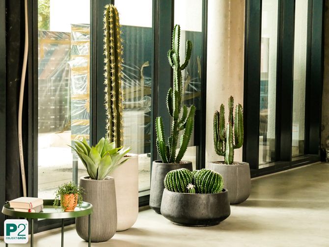 Tropische Pflanze mit großen, glänzenden Blättern in einem hellen Raum.