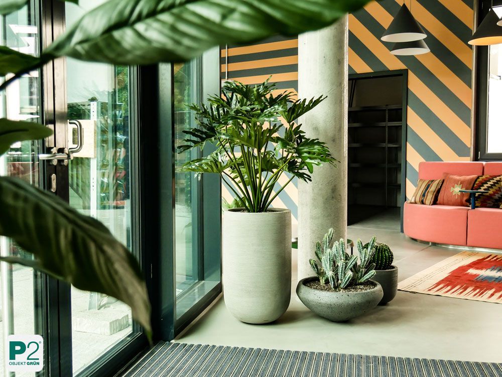 Moderne Pflanzen in einem stilvollen Raum mit einer gemütlichen Couch.