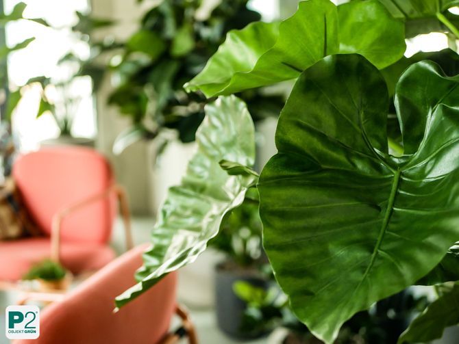 Nahaufnahme von grünen Blättern in einem modernen Wohnraum.