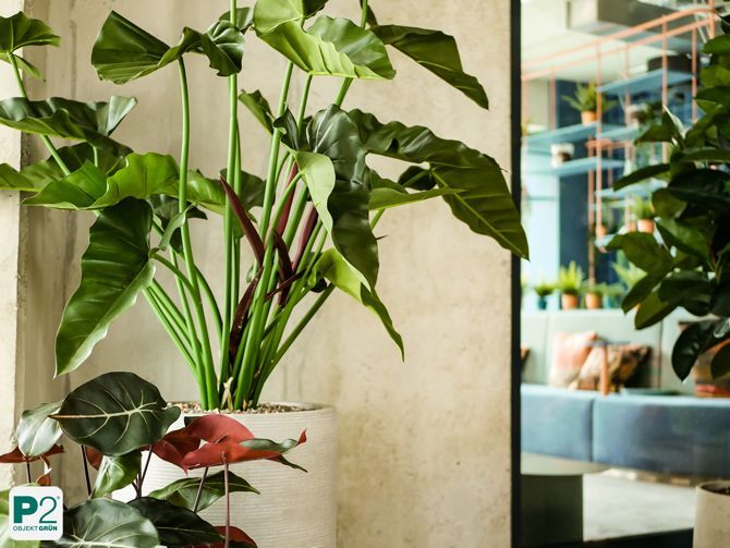 Nahaufnahme von grünen Blättern in einem modernen Wohnraum.