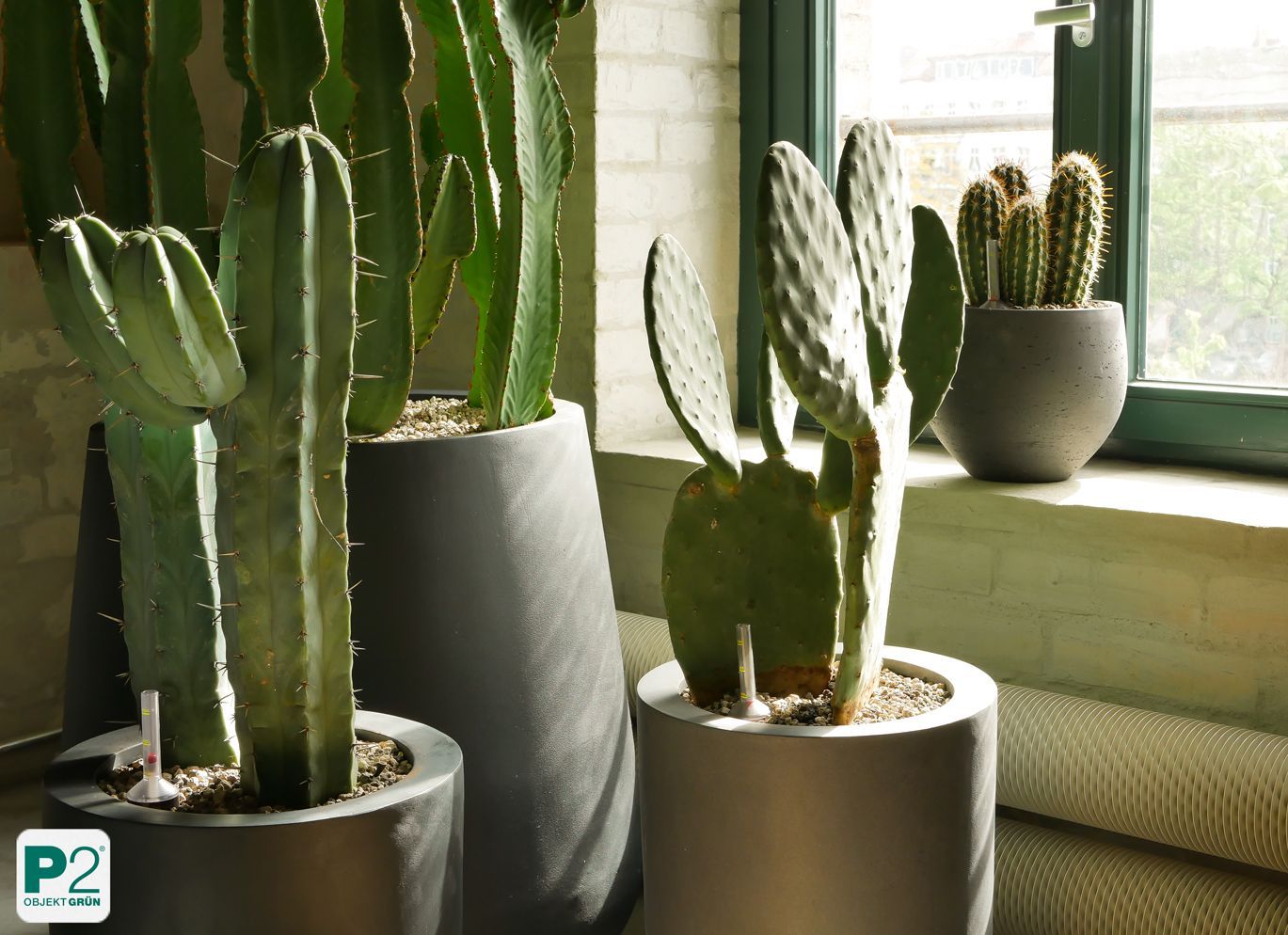 Ein Kaktus in einem modernen Topf, der in der Sonne steht.