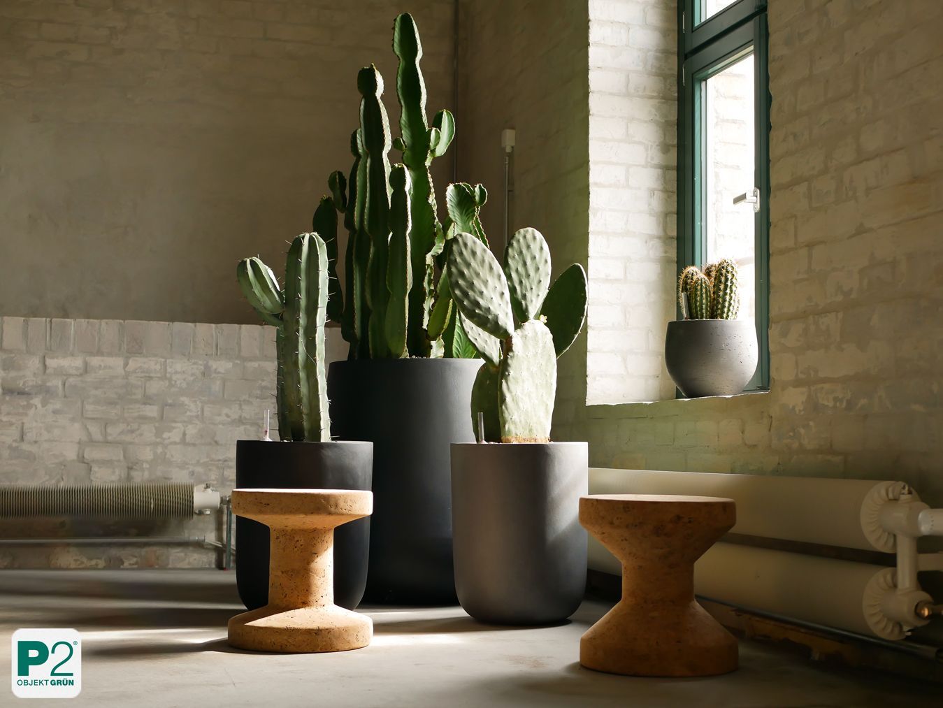 Ein Kaktus in einem modernen Topf, der in der Sonne steht.