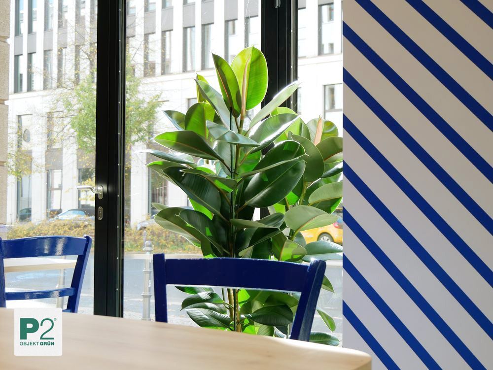 Eine grüne Pflanze in einem Café mit blauen Stühlen.