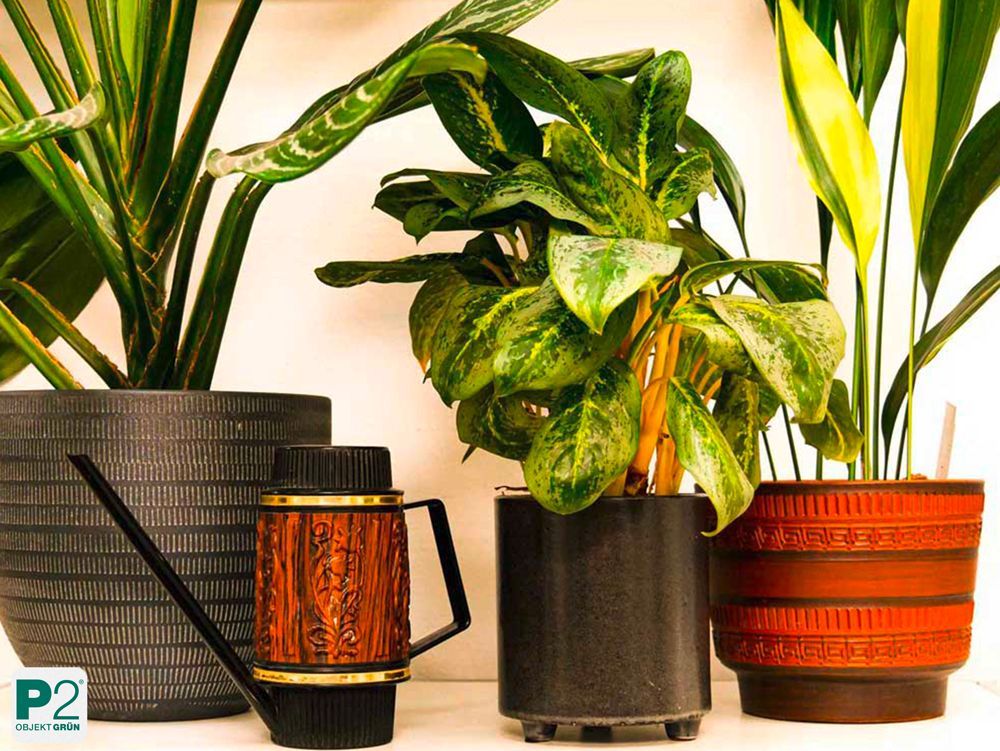 Verschiedene grüne Zimmerpflanzen in Töpfen auf einem hellen Tisch.