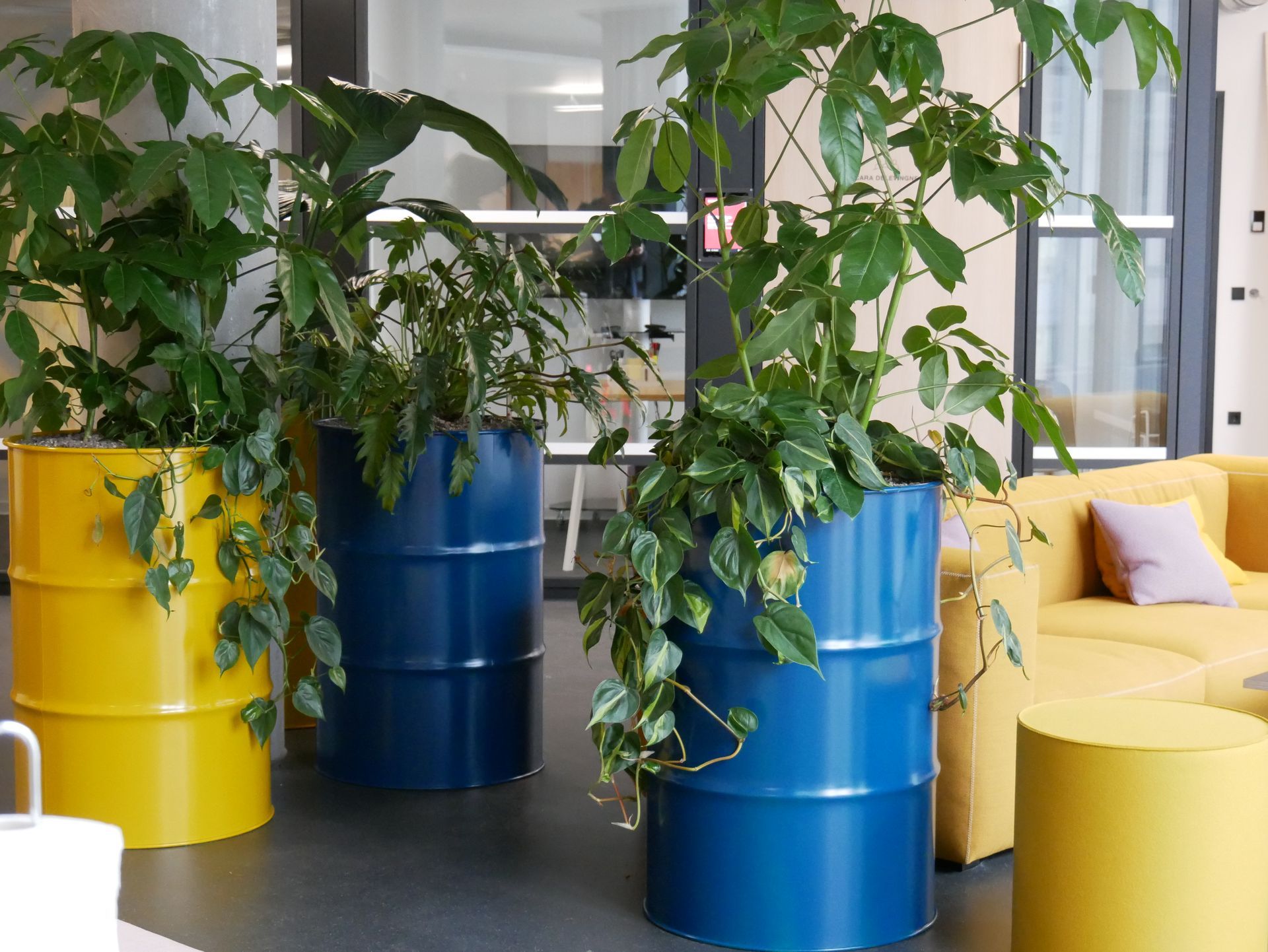 Große bunte Fässer dienen als Pflanzgefäße im offenen Büro mit Sofa im Hintergrund.