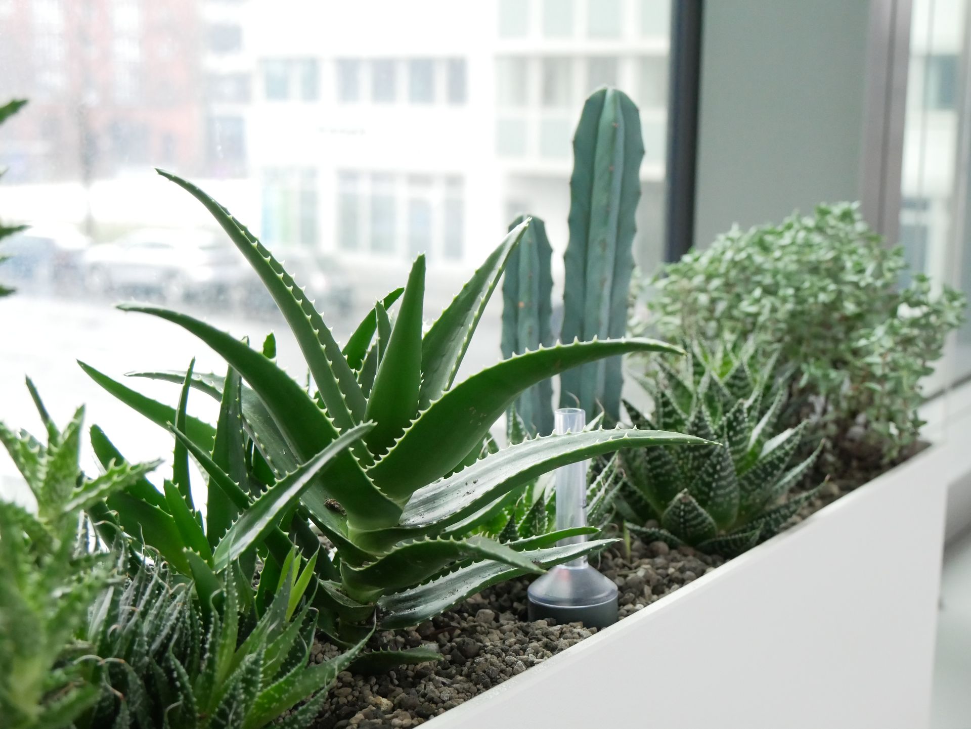 Moderner Pflanzenkasten mit Sukkulenten und grünen Pflanzen am Fenster.