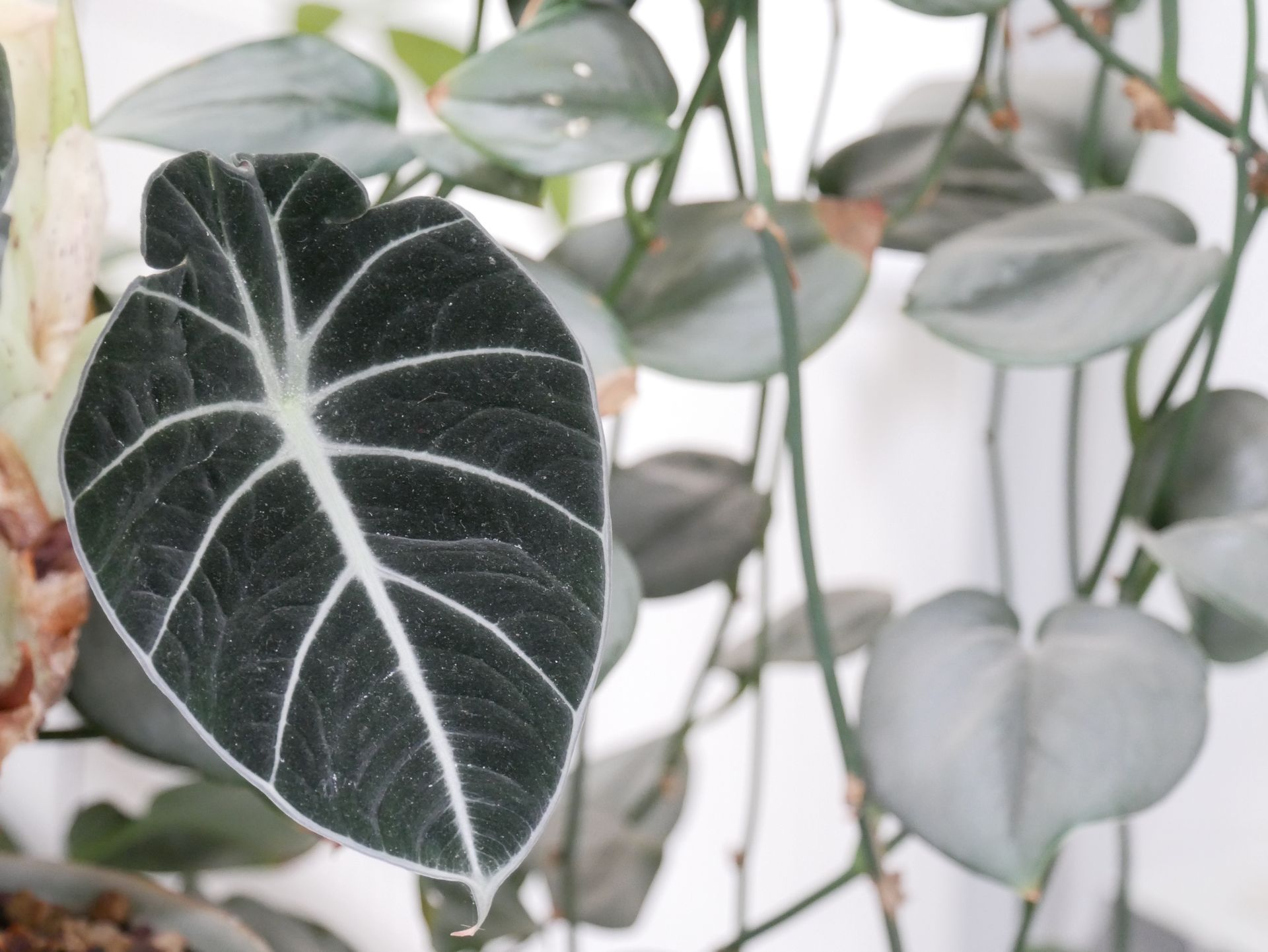 Blätter verschiedener Pflanzen