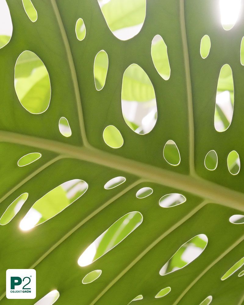 Nahaufnahme eines grünen Monstera-Blatts mit charakteristischen Löchern, Teil eines Begrünungskonzepts