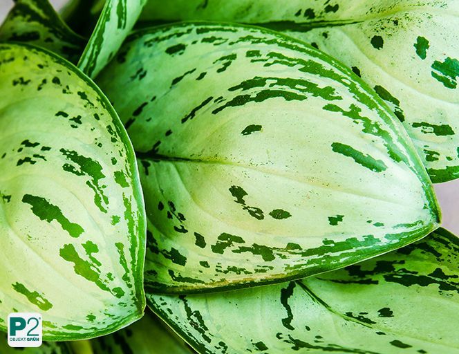 Nahaufnahme von grünen Blättern der Büropflanze Aglaonema mit hellgrünen und dunkelgrünen Flecken