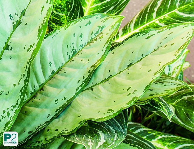 Nahaufnahme der Blätter einer grünen Büropflanze mit hellgrünen und dunklen Flecken, empfohlen als beste Büropflanze