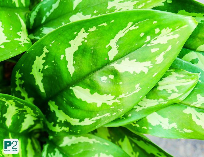 Grüne Aglaonema-Pflanze mit hellen, unregelmäßigen Flecken, empfohlen als beste Büropflanze