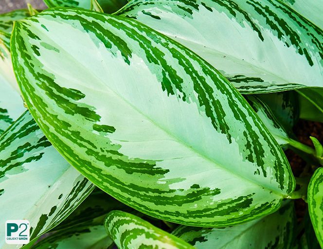 Silberbucht-Pflanze mit großen, länglichen Blättern in Hellgrün und dunkleren grünen Mustern, empfohlen als beste Büropflanze