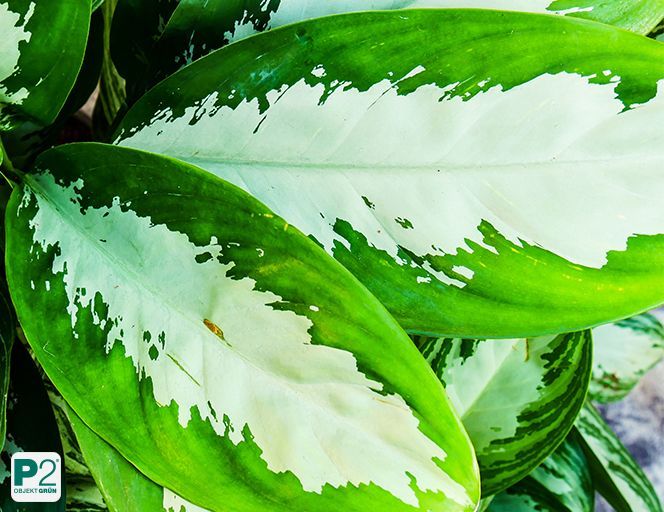 Aglaonema Silver Moon mit großen, ovalen Blättern in Grün und Weiß, empfohlen als beste Büropflanze