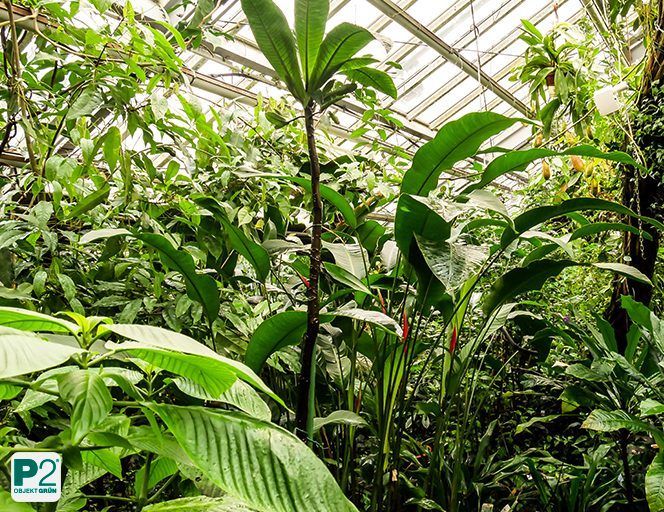 Ein üppiges Gewächshaus mit dichten, grünen tropischen Pflanzen und großen Blättern unter einem Glasdach