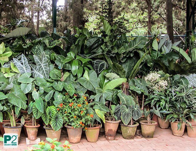 Eine Gruppe von Topfpflanzen mit verschiedenen großen grünen Blättern