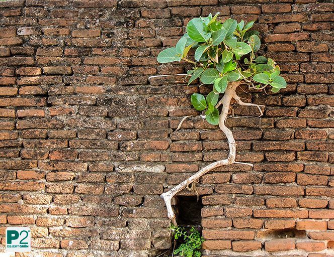 Ein kleiner Baum wächst aus einem Riss in einer verwitterten Ziegelmauer