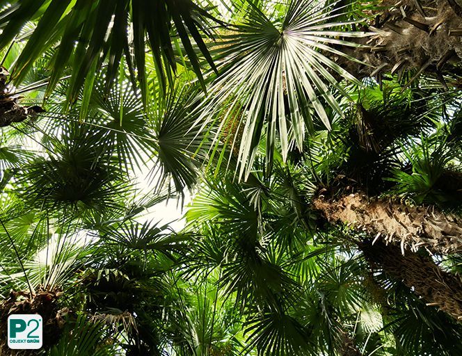 Blick auf die üppigen Palmenblätter im Wald