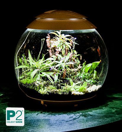 Ein elegantes Terrarium mit verschiedenen Pflanzen und einer stilvollen Glaskuppel.